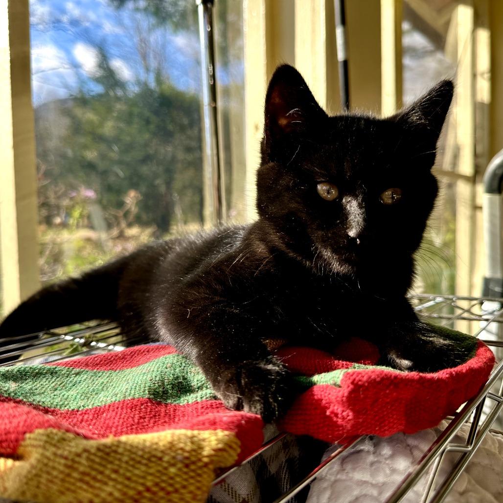 Enlarge Deelie, a Adoptable Domestic Short Hair in South Haven, MI image 5/6