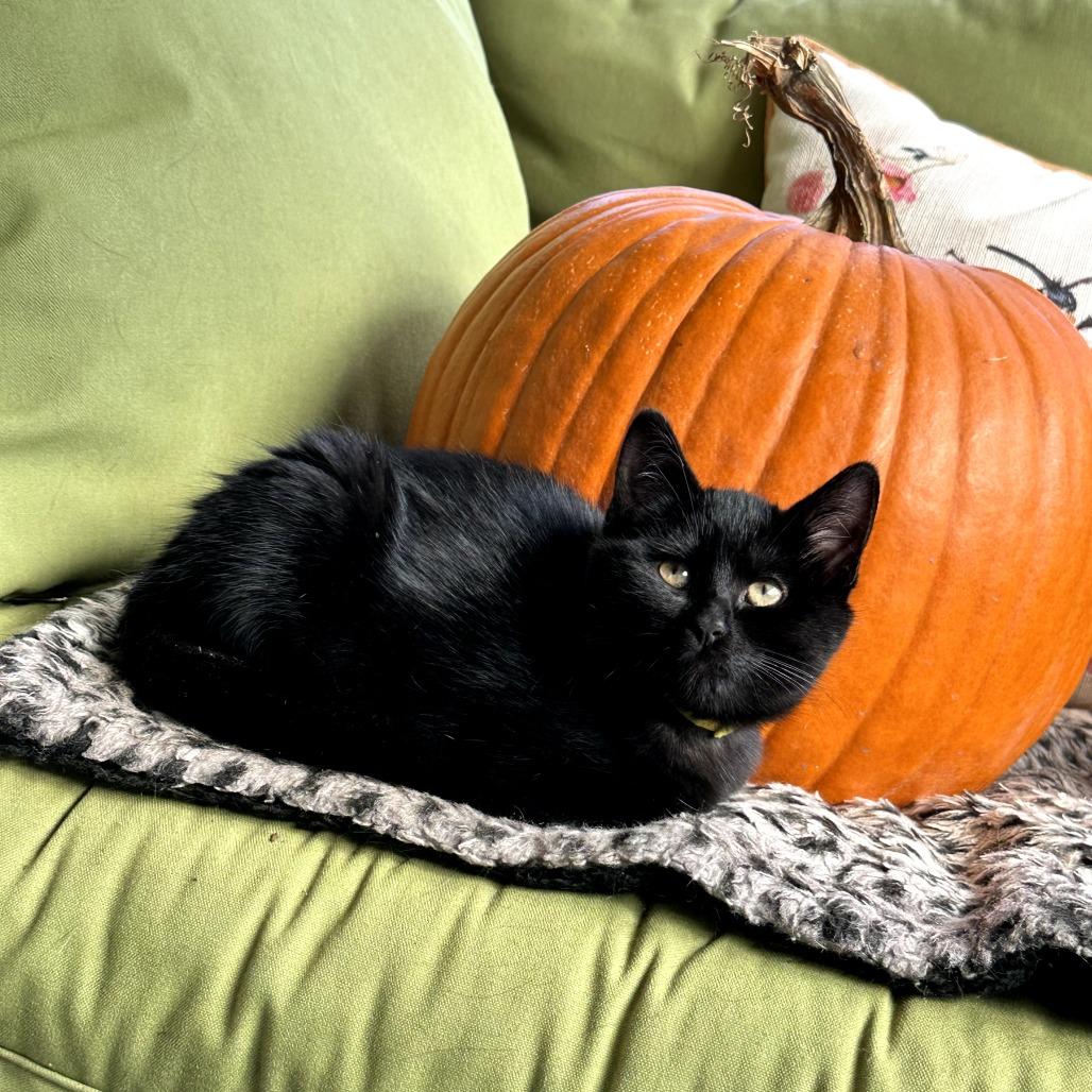 Enlarge Deelie, a Adoptable Domestic Short Hair in South Haven, MI image 6/6