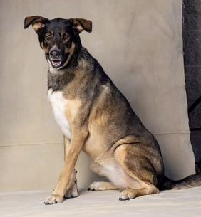Enlarge Katie, an adoptable mixed breed in Truckee, CA image 2/3