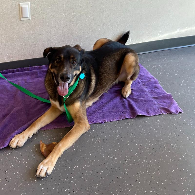 Enlarge Katie, an adoptable mixed breed in Truckee, CA image 3/3