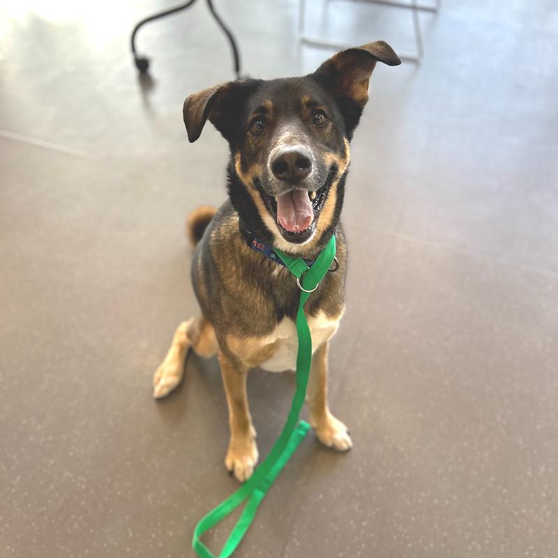 Katie, adoptable, Senior Female Mixed Breed.