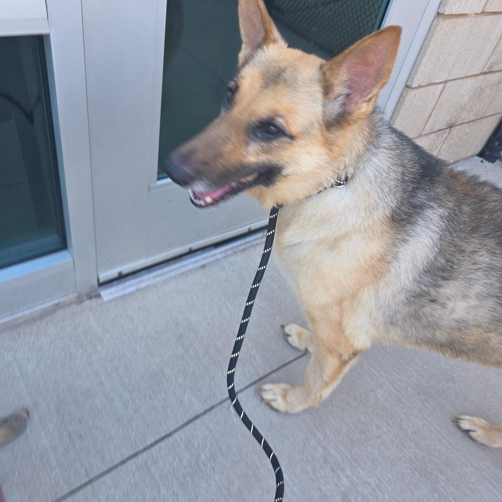 Lulu, Adoptable, Senior Female German Shepherd Dog.