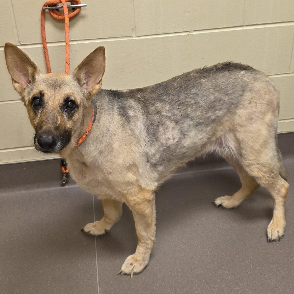 Enlarge Lulu, a Adoptable German Shepherd Dog in Norman, OK image 2/2