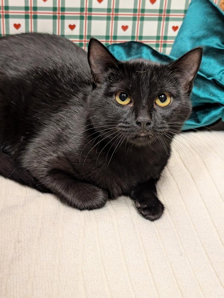 Jet, Adoptable, Young Male Domestic Short Hair.