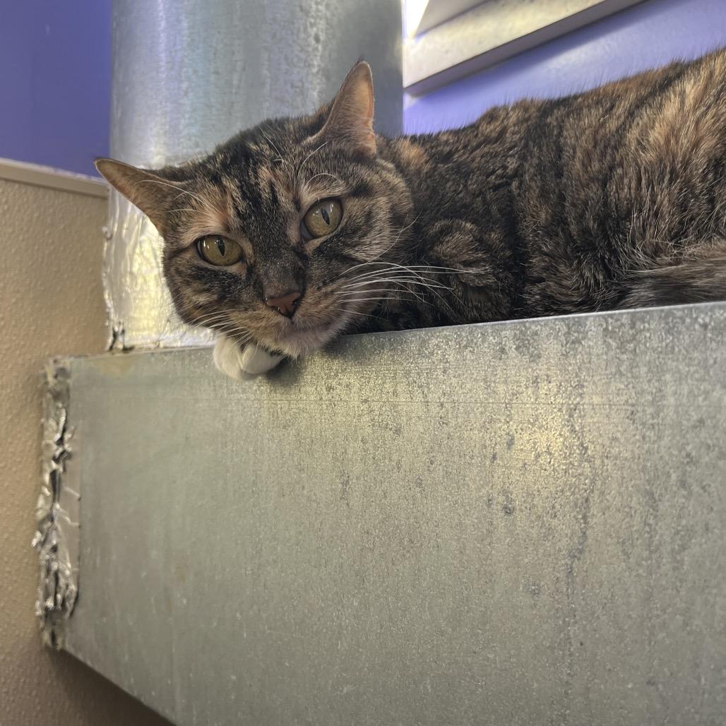 Floppy, a Adoptable Domestic Short Hair in Mankato, MN image 1/2