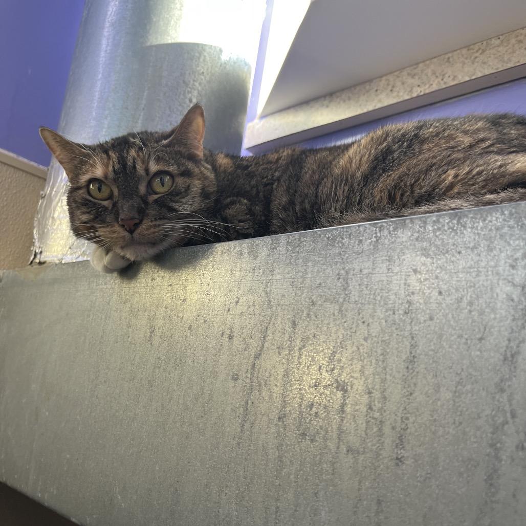 Floppy, a Adoptable Domestic Short Hair in Mankato, MN image 2/2