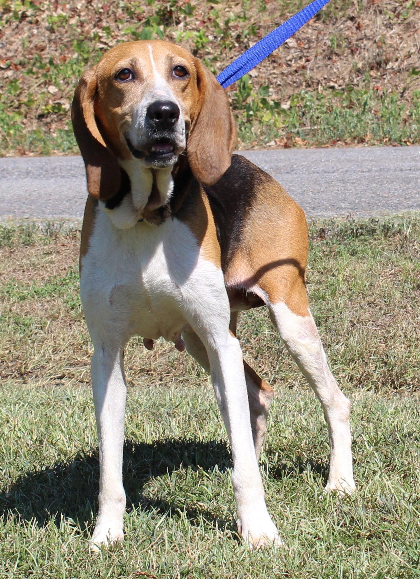 Ruby 44163, Adoptable, Adult Female Treeing Walker Coonhound.