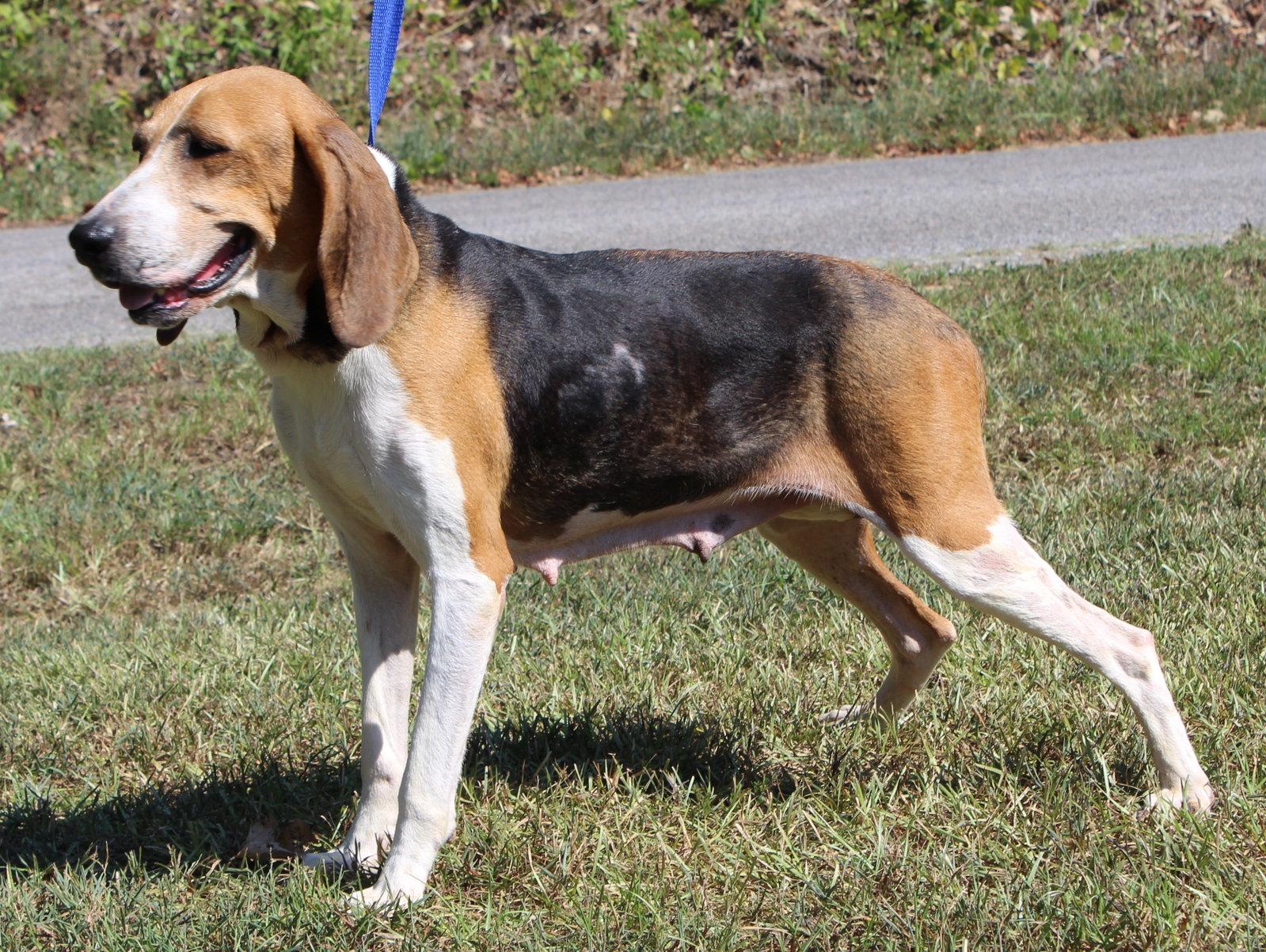 Enlarge Ruby 44163, a Adoptable Treeing Walker Coonhound in Prattville, AL image 2/3