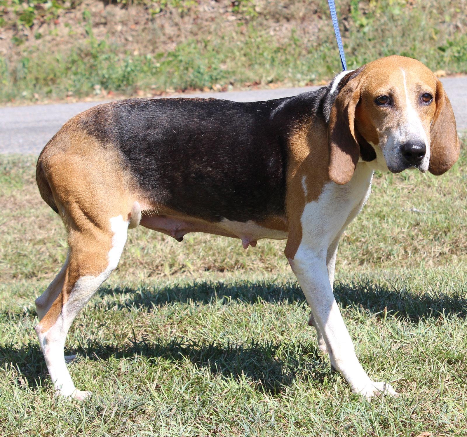 Enlarge Ruby 44163, a Adoptable Treeing Walker Coonhound in Prattville, AL image 3/3