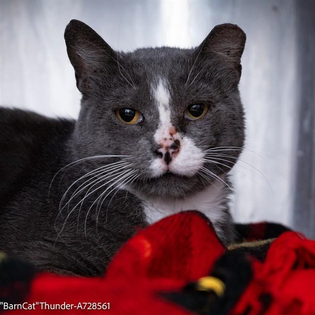 THUNDER, Adoptable, Adult Male Domestic Short Hair.