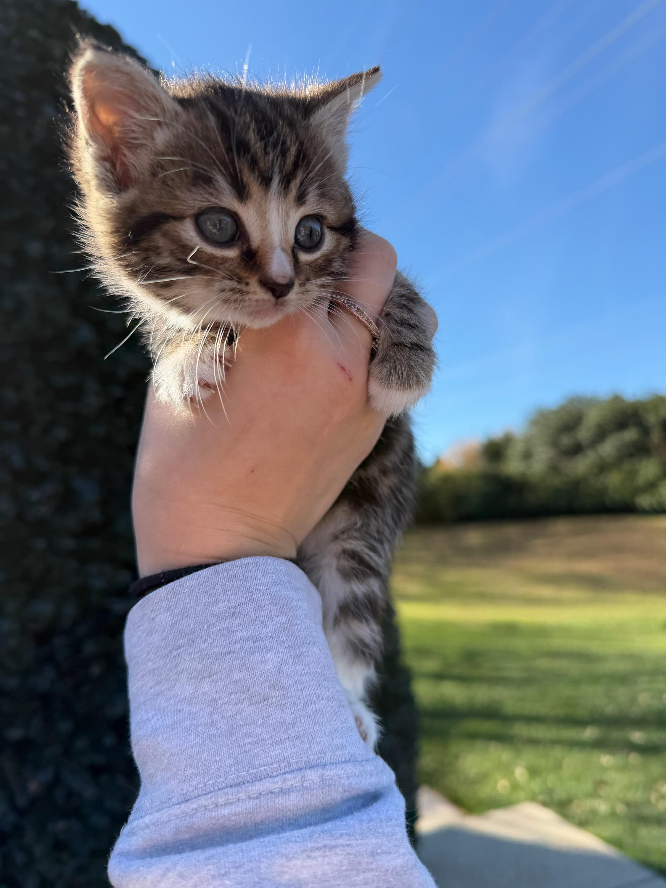 Fiona, Adoptable, Kitten Female Domestic Medium Hair.