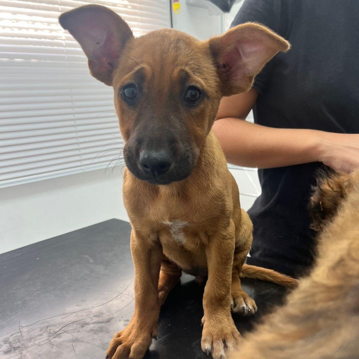 Enlarge Venus, a ADOPTABLE Mixed Breed in Thornhill, ON image 6/6