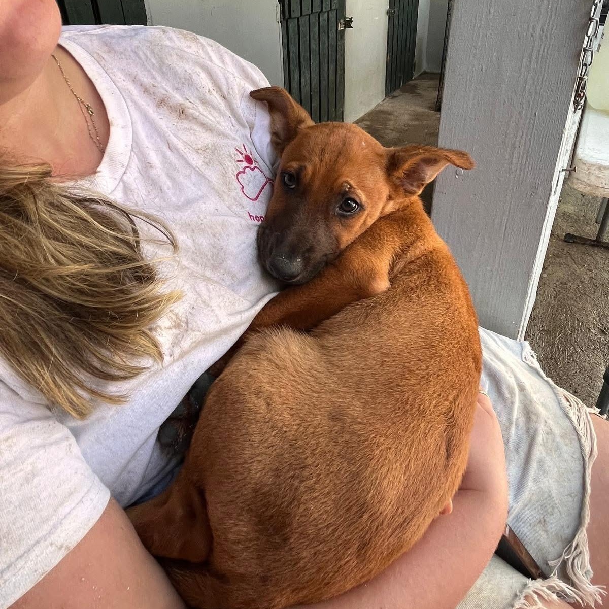 Enlarge Venus, a ADOPTABLE Mixed Breed in Thornhill, ON image 3/6