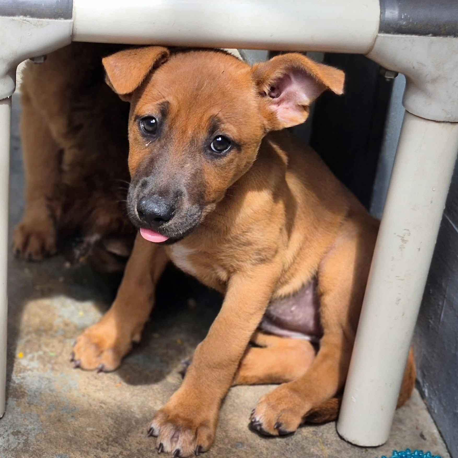 Enlarge Venus, a ADOPTABLE Mixed Breed in Thornhill, ON image 5/6