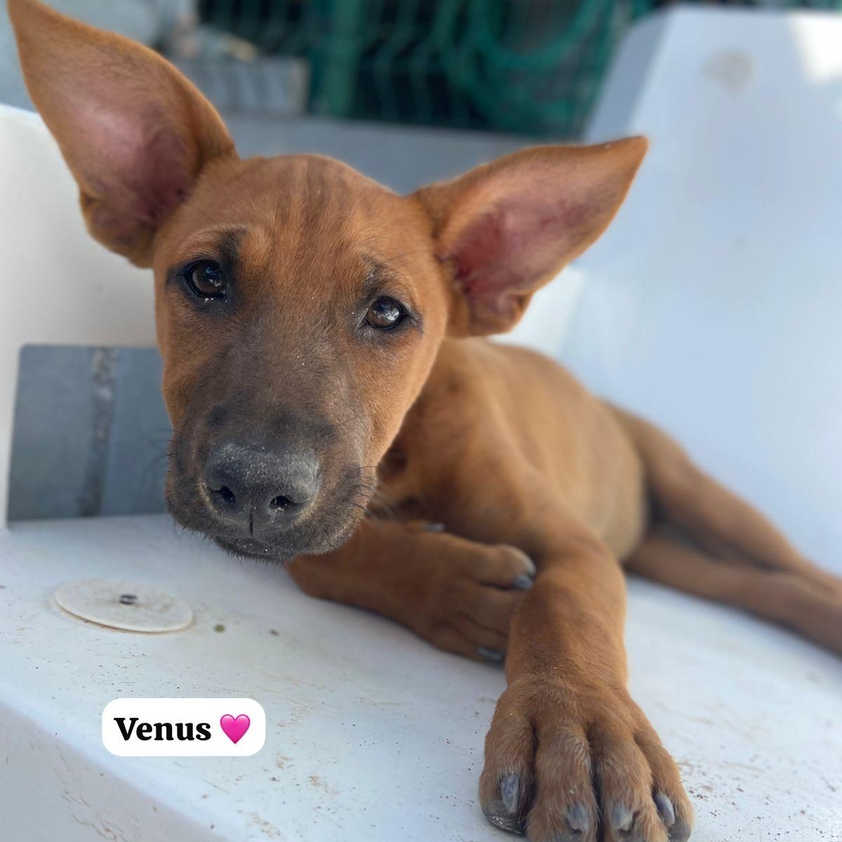Enlarge Venus, a ADOPTABLE Mixed Breed in Thornhill, ON image 1/6