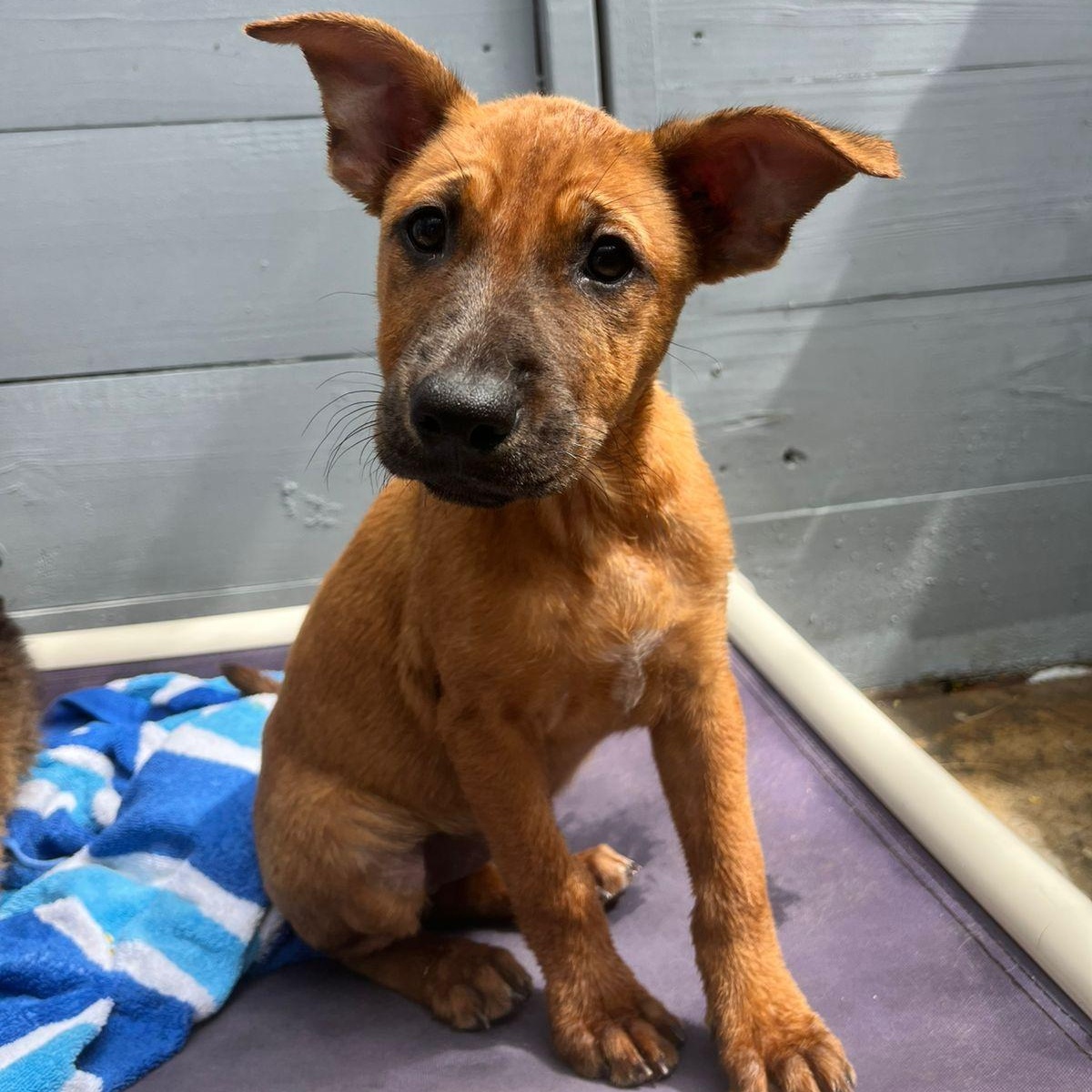 Enlarge Venus, a ADOPTABLE Mixed Breed in Thornhill, ON image 2/6