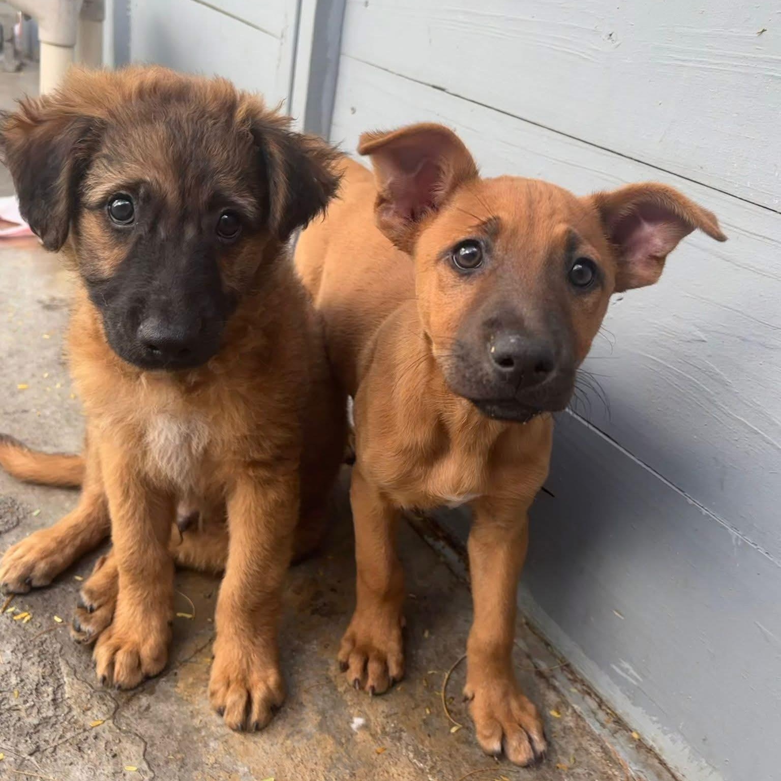 Enlarge Venus, a ADOPTABLE Mixed Breed in Thornhill, ON image 4/6