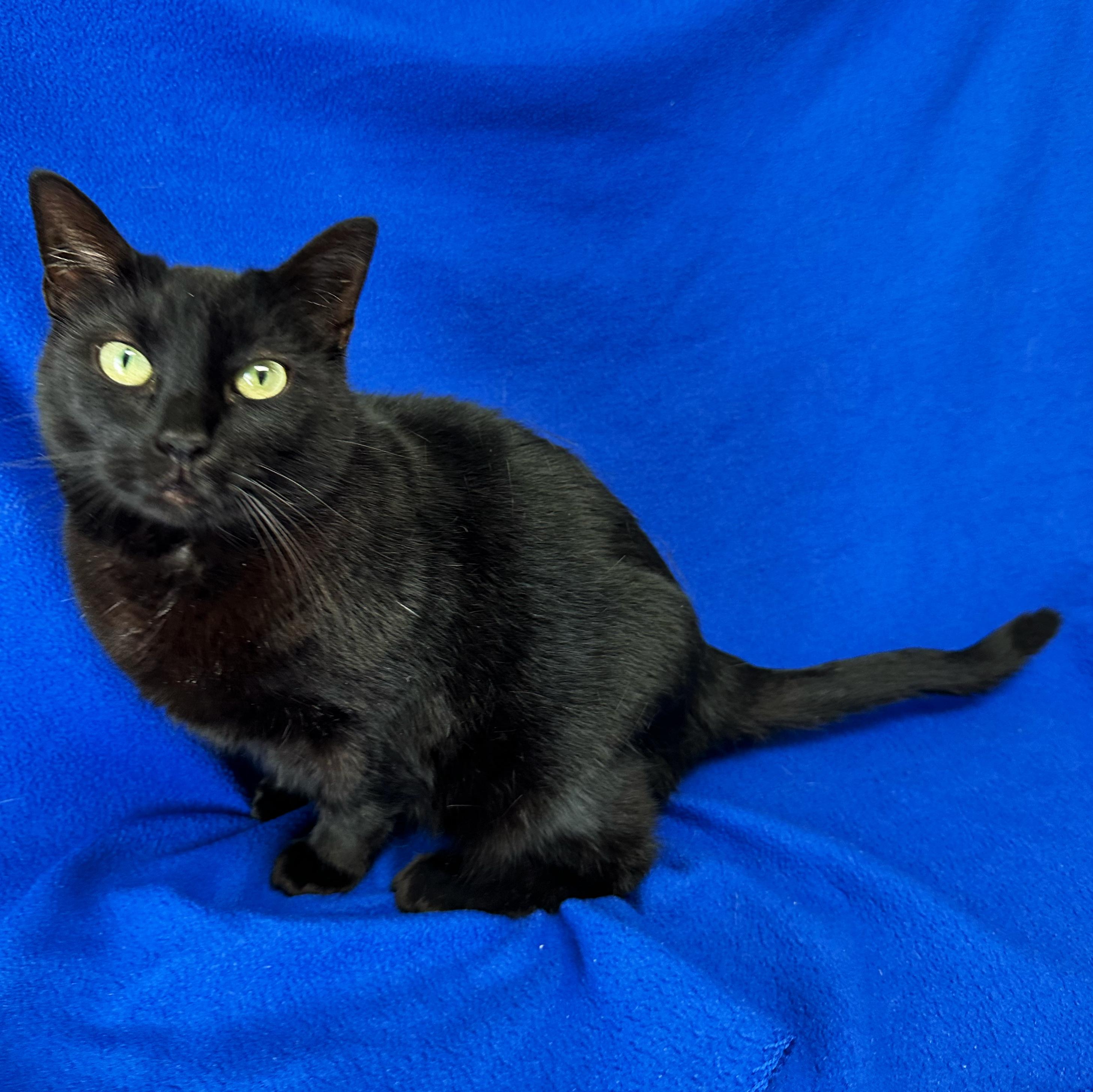 Raven, a Adoptable Domestic Short Hair in Valdosta, GA image 1/3