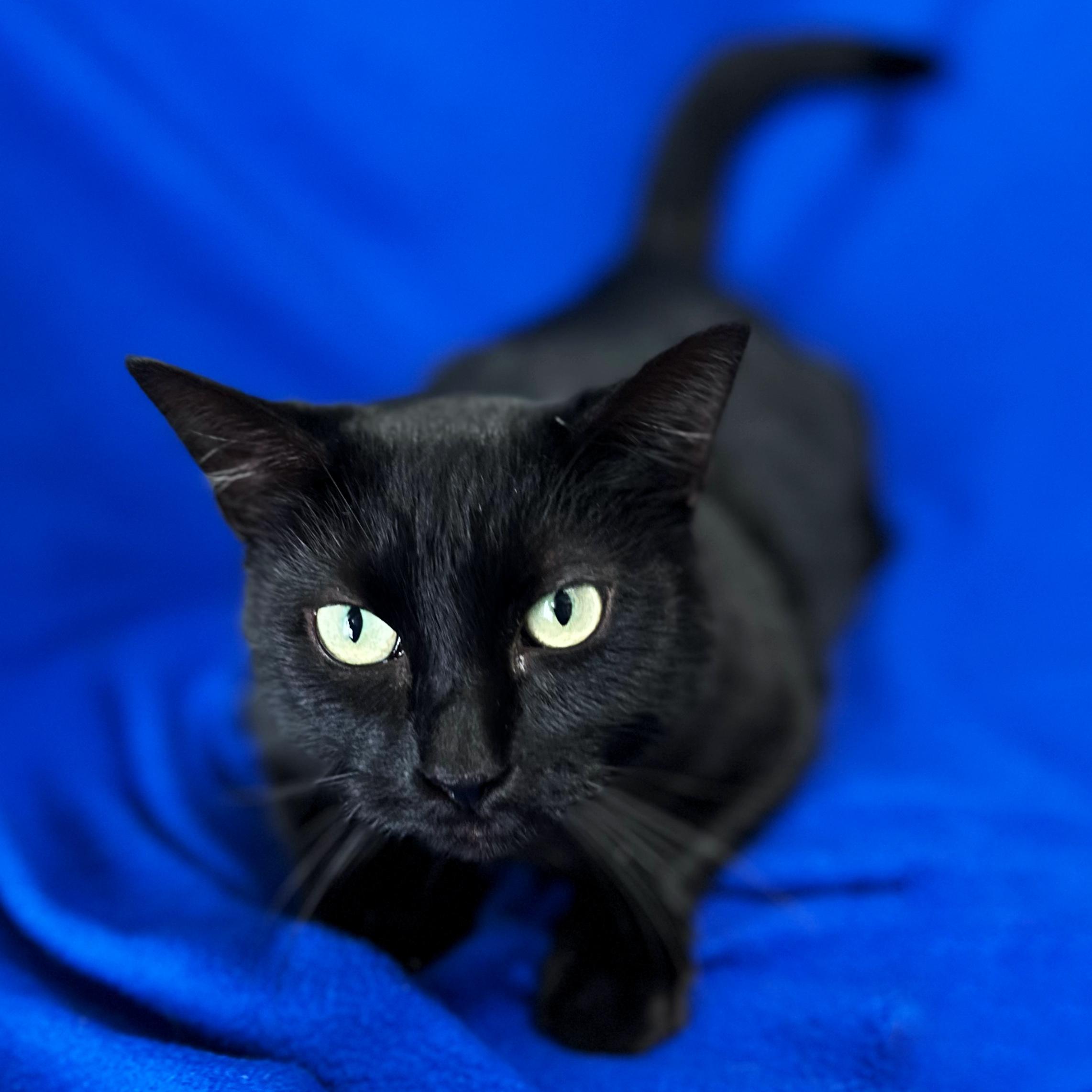Raven, a Adoptable Domestic Short Hair in Valdosta, GA image 2/3