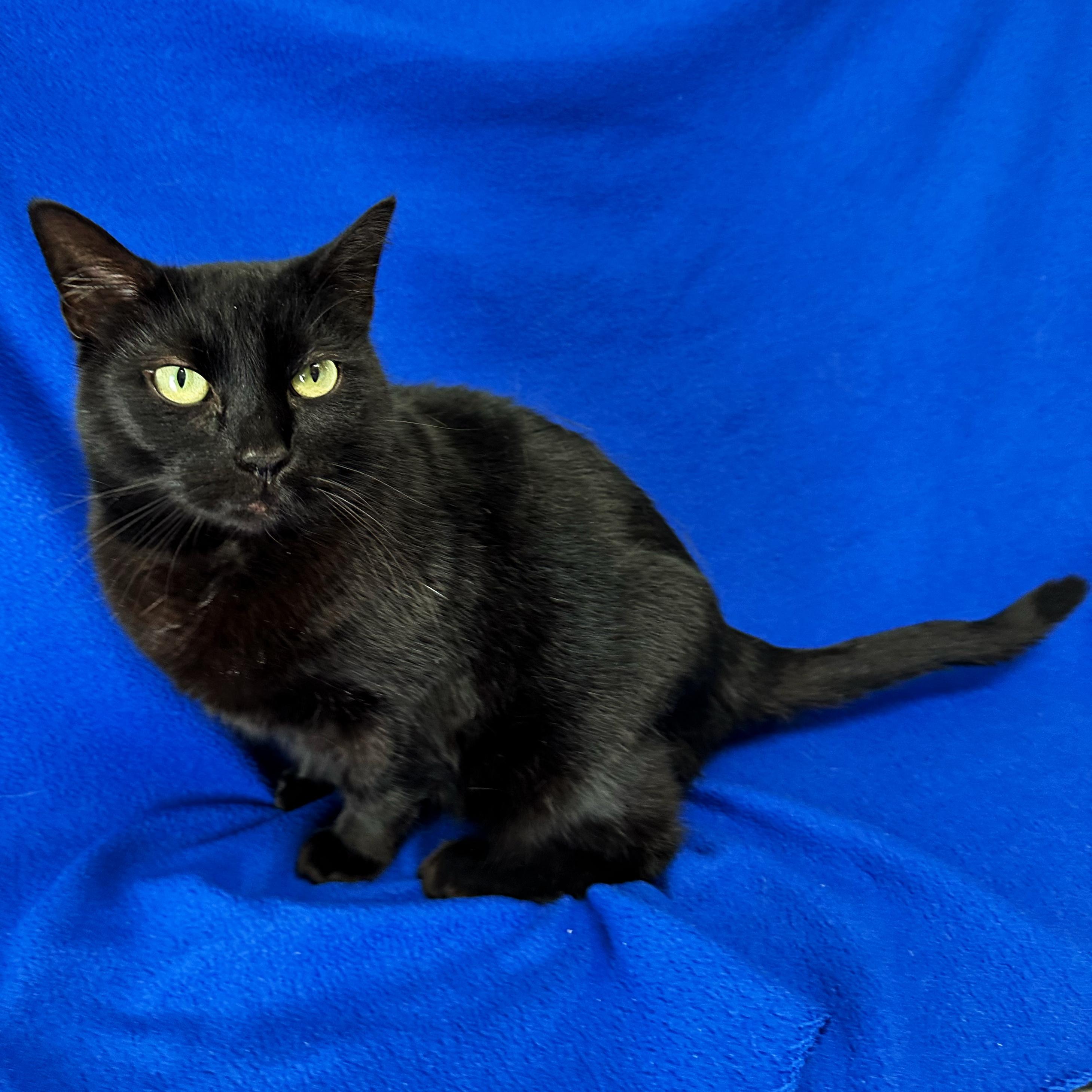 Raven, a Adoptable Domestic Short Hair in Valdosta, GA image 3/3