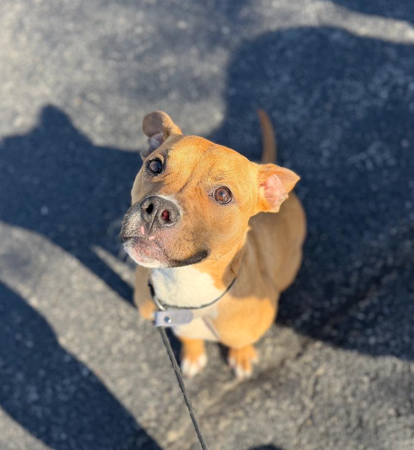 Sadie, Adoptable, Young Female Pit Bull Terrier & Mixed Breed.