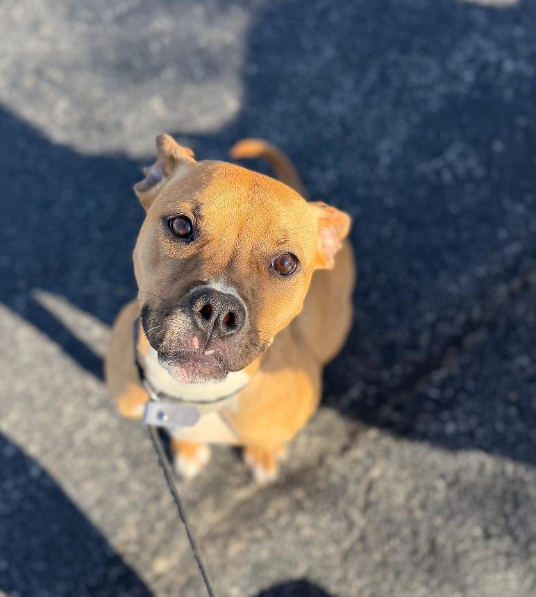 Enlarge Sadie, a Adoptable mixed breed in Fayetteville, AR image 2/4