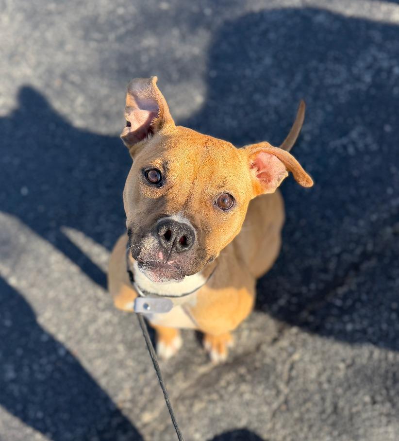 Enlarge Sadie, a Adoptable mixed breed in Fayetteville, AR image 3/4