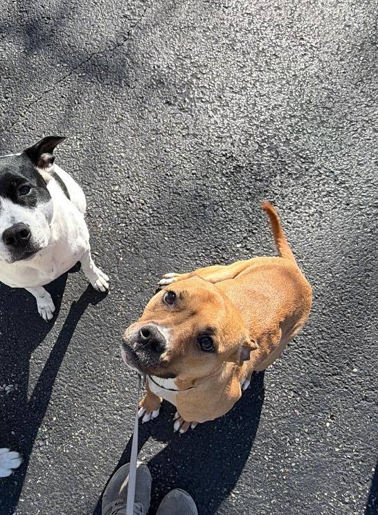 Enlarge Sadie, a Adoptable mixed breed in Fayetteville, AR image 4/4