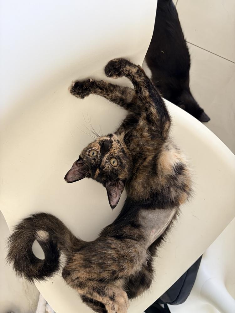 Lady, Adoptable, Kitten Female Domestic Short Hair.