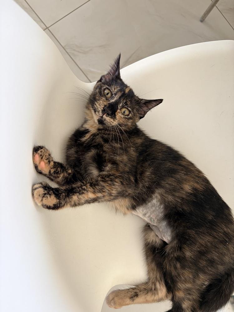 Enlarge Lady, a Adoptable Domestic Short Hair in Naranjito, PR image 2/3