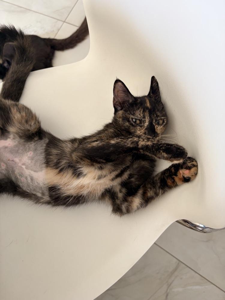 Enlarge Lady, a Adoptable Domestic Short Hair in Naranjito, PR image 3/3