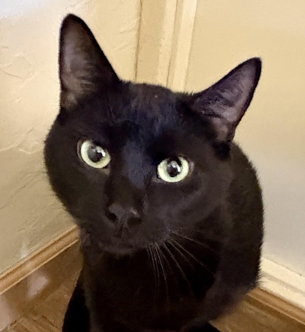 Enlarge BABY CAT, a Adoptable American Shorthair in Prescott, AZ image 5/6