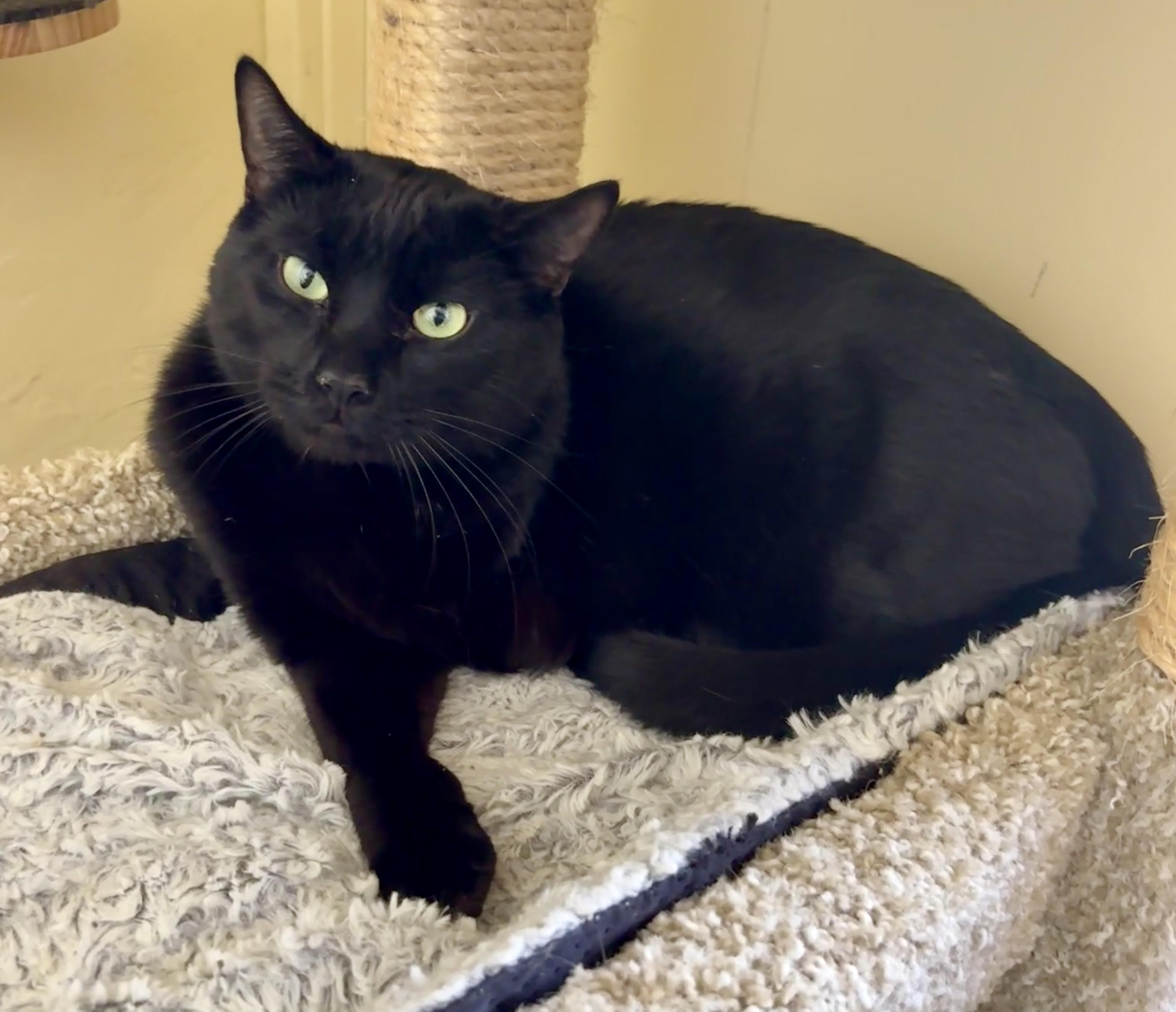 Enlarge BABY CAT, a Adoptable American Shorthair in Prescott, AZ image 2/6