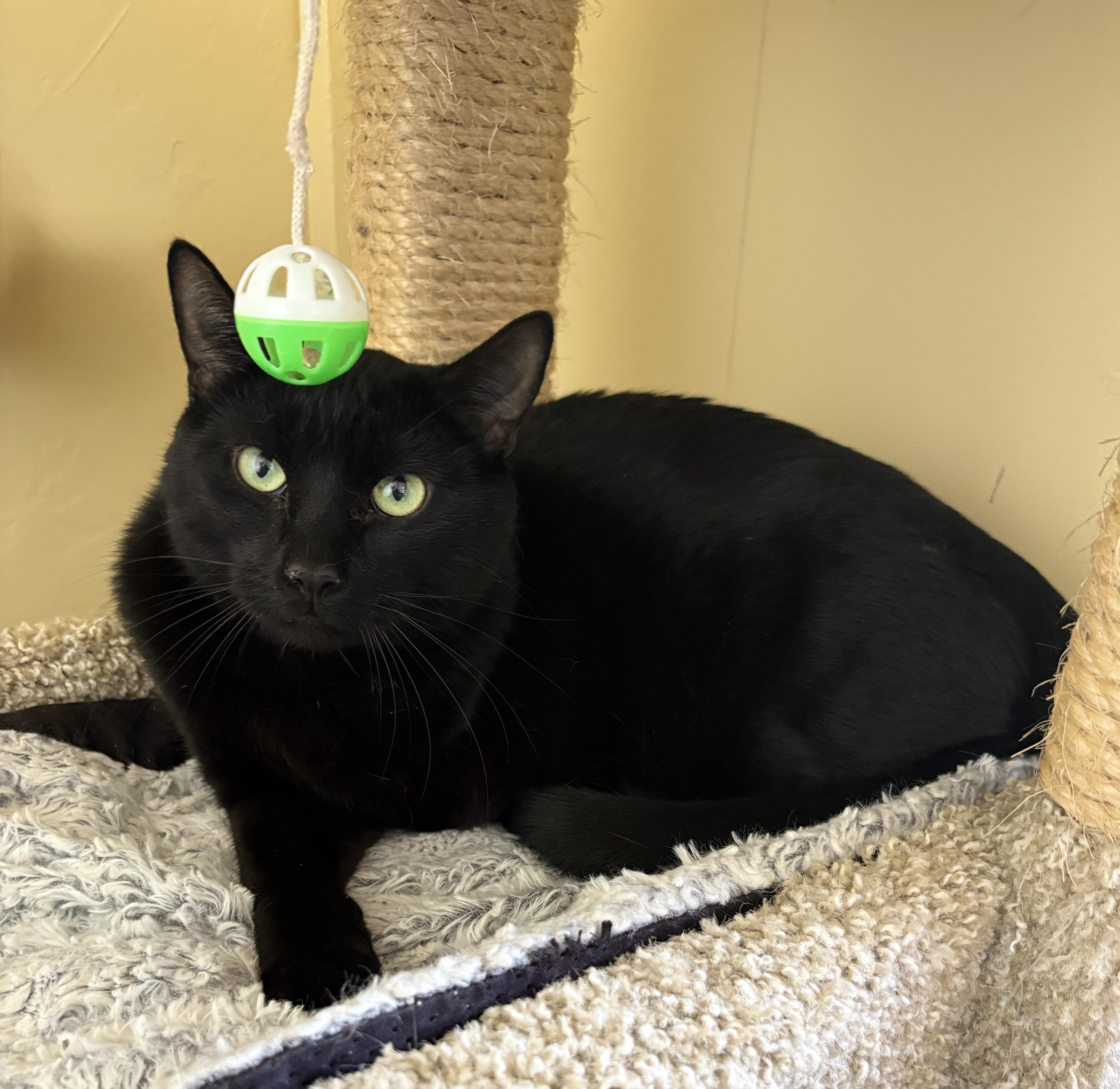 BABY CAT, Adoptable, Adult Female American Shorthair.