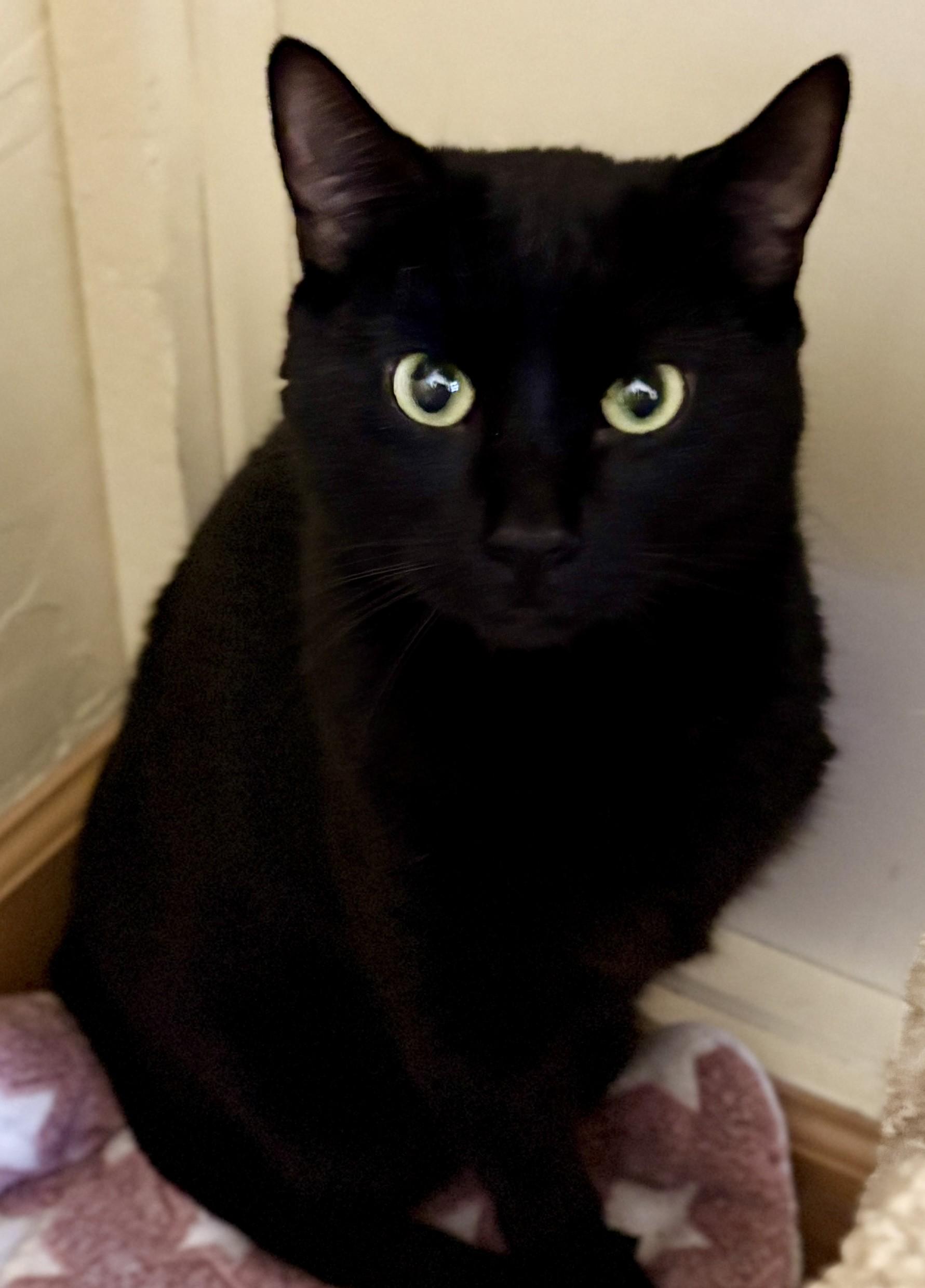 Enlarge BABY CAT, a Adoptable American Shorthair in Prescott, AZ image 4/6