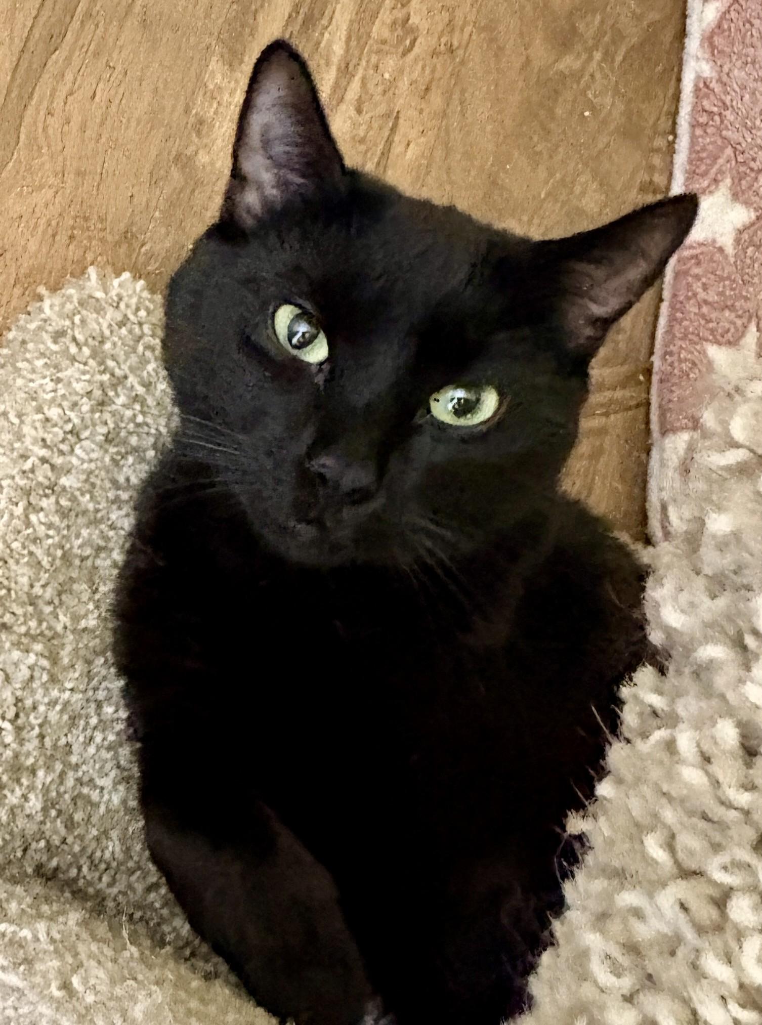 Enlarge BABY CAT, a Adoptable American Shorthair in Prescott, AZ image 3/6