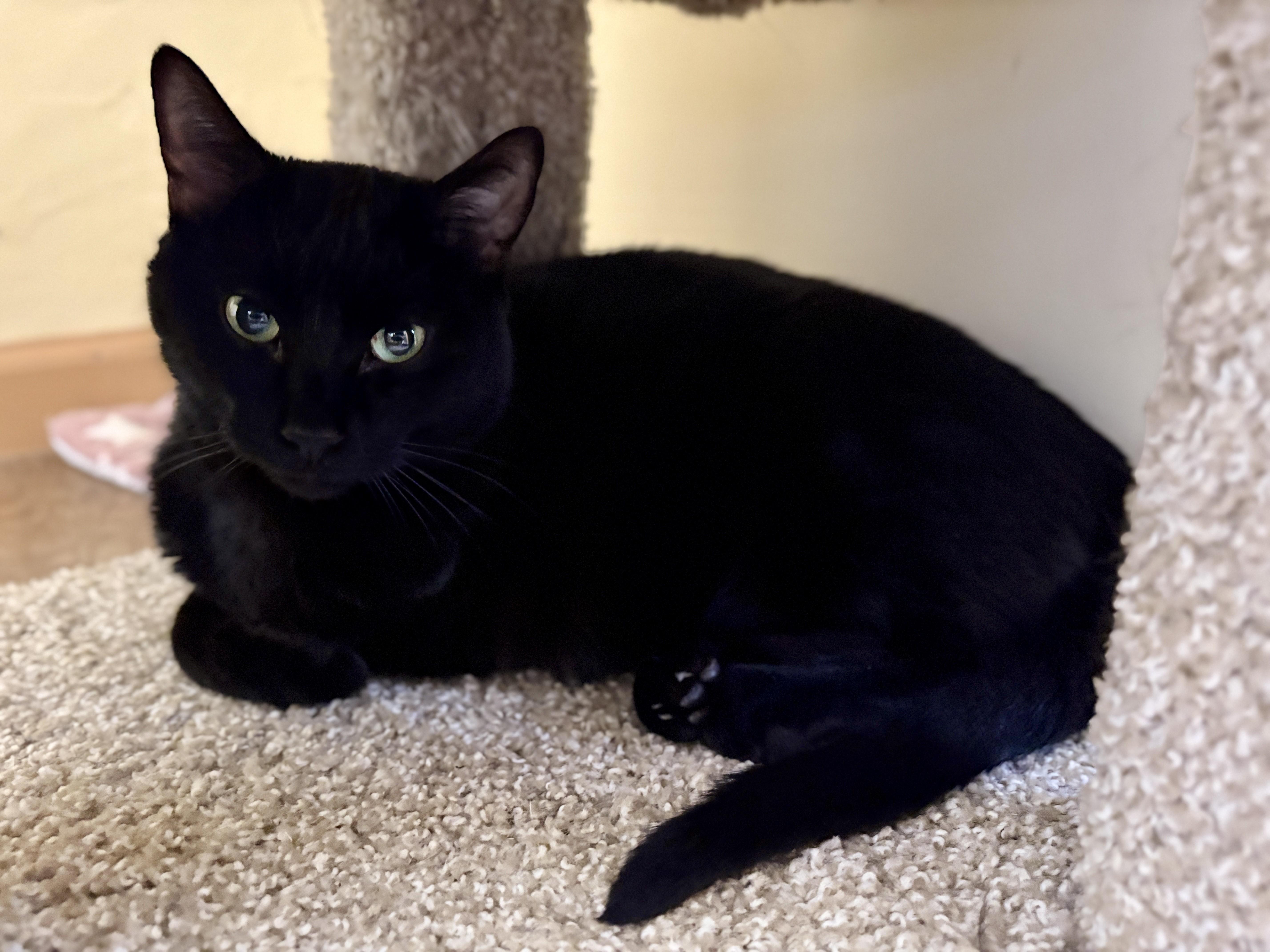Enlarge BABY CAT, a Adoptable American Shorthair in Prescott, AZ image 6/6