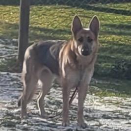 Athena, Adoptable, Adult Female German Shepherd Dog.