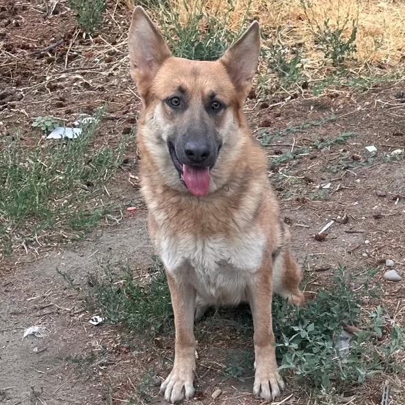 Enlarge Athena, a Adoptable German Shepherd Dog in Cashmere, WA image 1/2