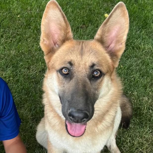 Enlarge Athena, a Adoptable German Shepherd Dog in Cashmere, WA image 2/2