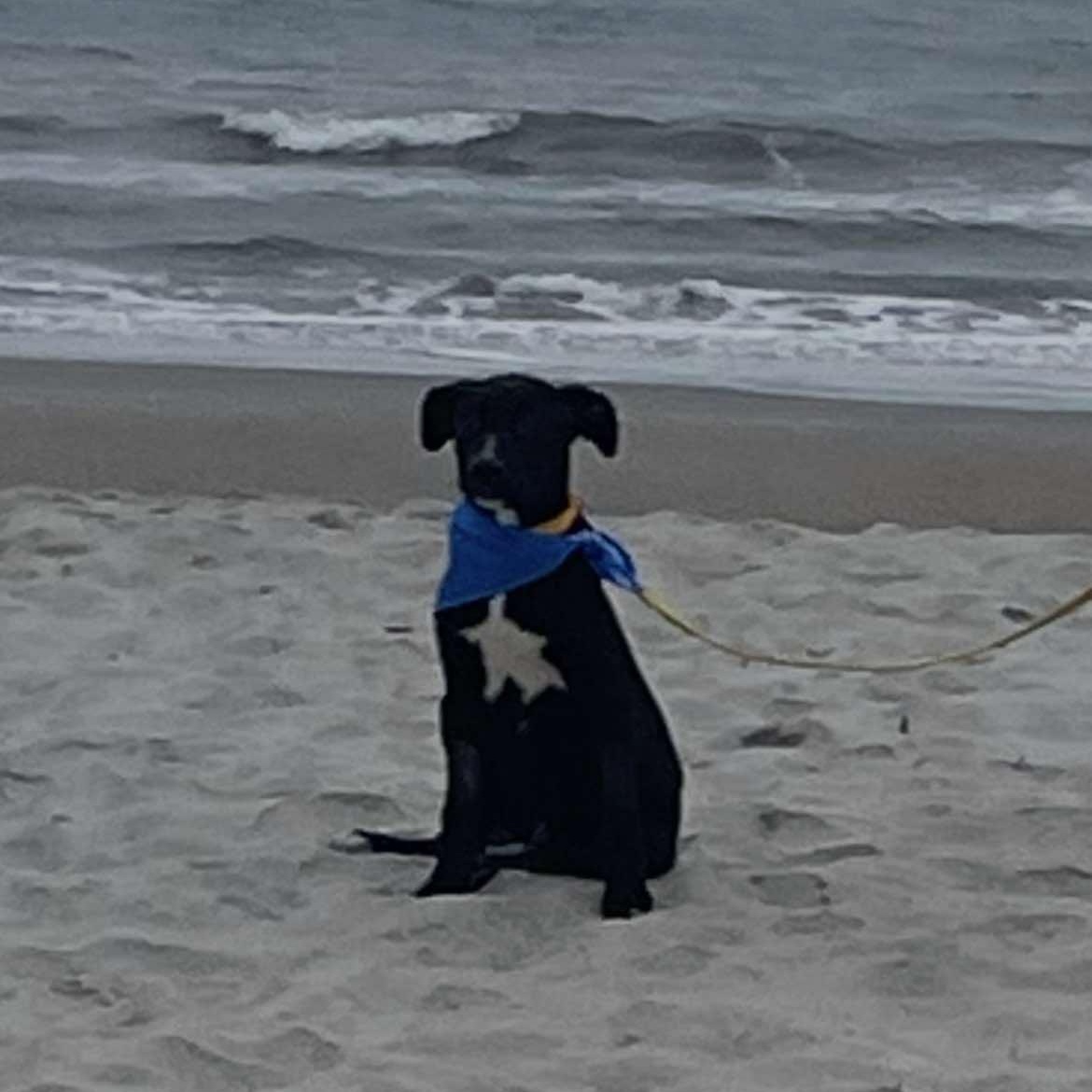 Enlarge Pluto, a ADOPTABLE mixed breed in Wando, SC image 2/5
