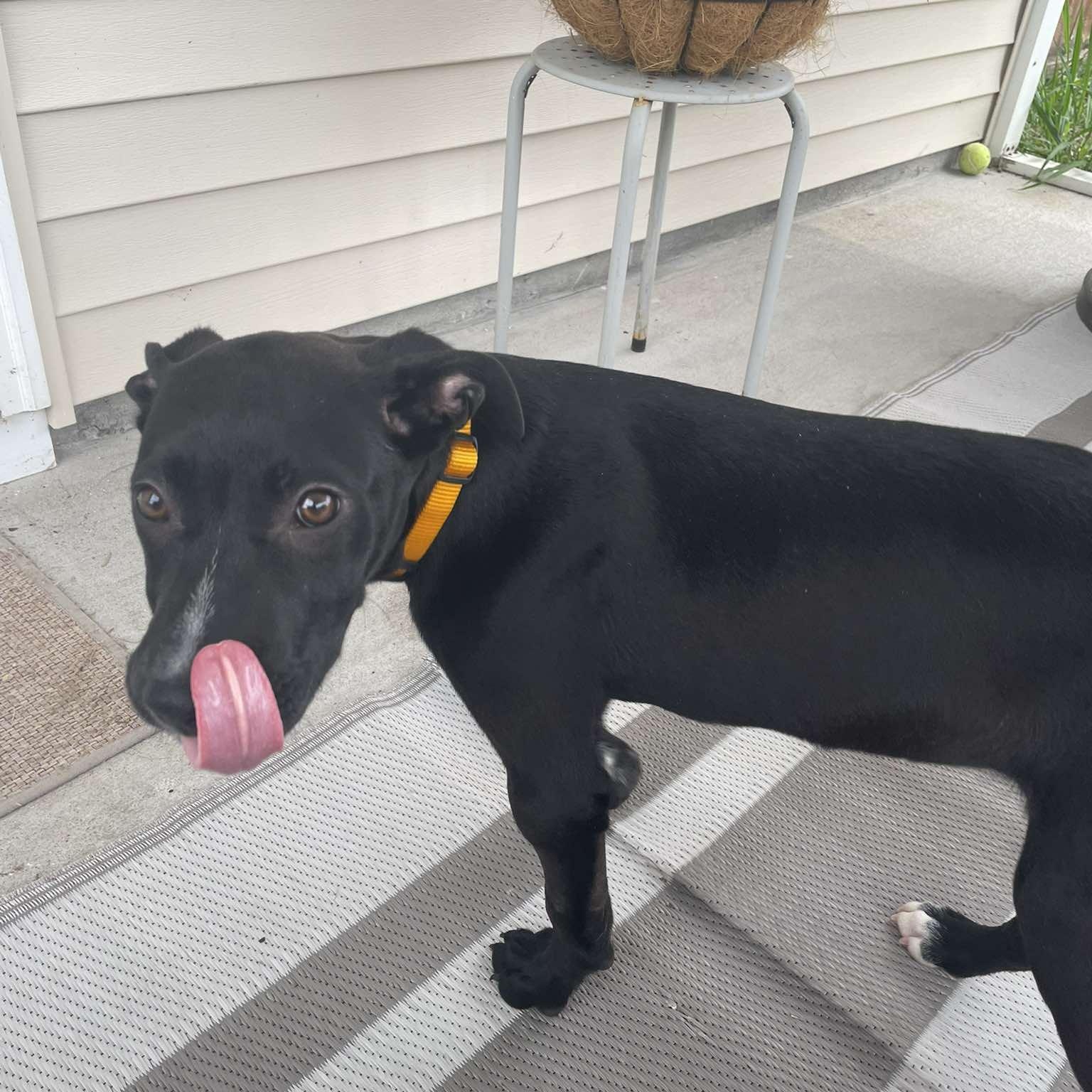 Enlarge Pluto, a ADOPTABLE mixed breed in Wando, SC image 5/5