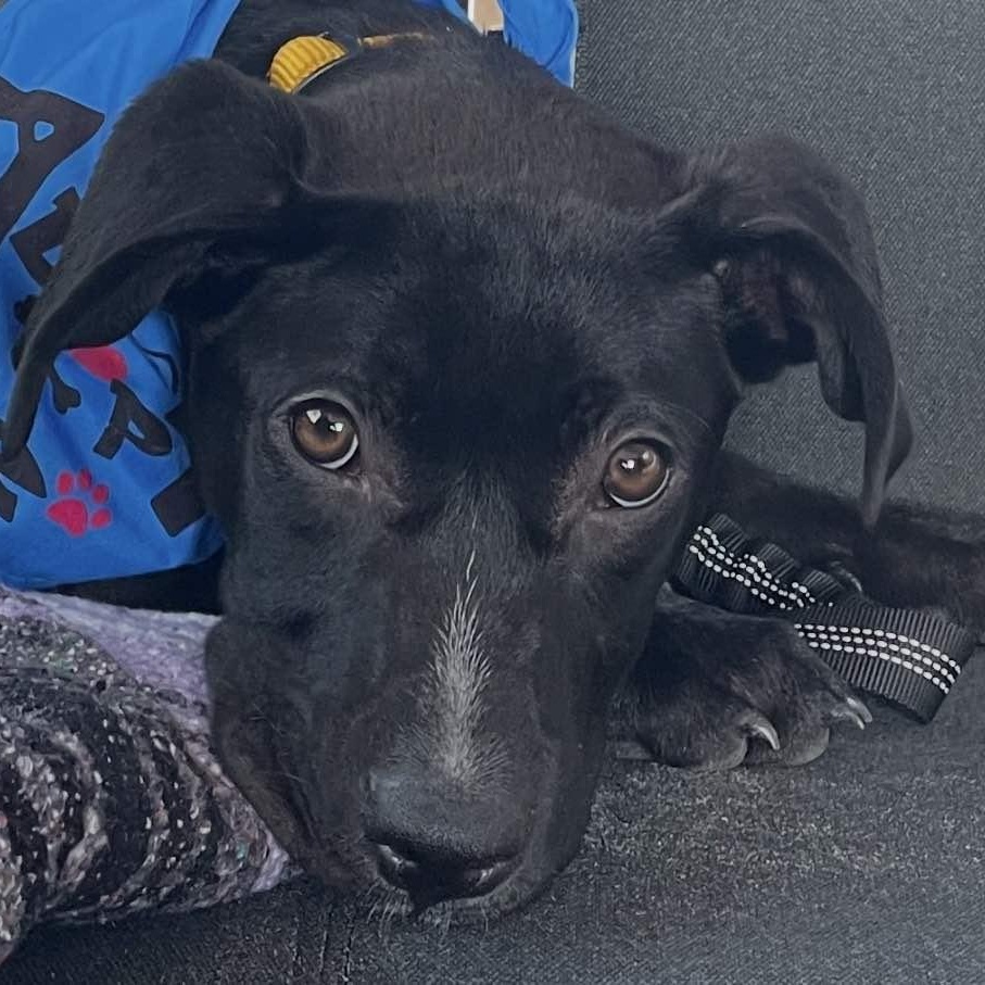 Enlarge Pluto, a ADOPTABLE mixed breed in Wando, SC image 3/5