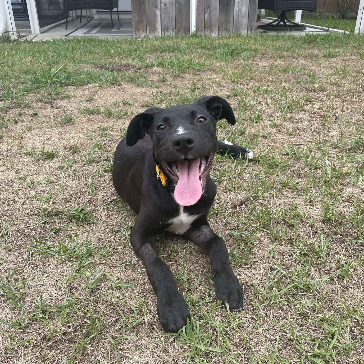 Pluto, ADOPTABLE, Young Male Labrador Retriever.