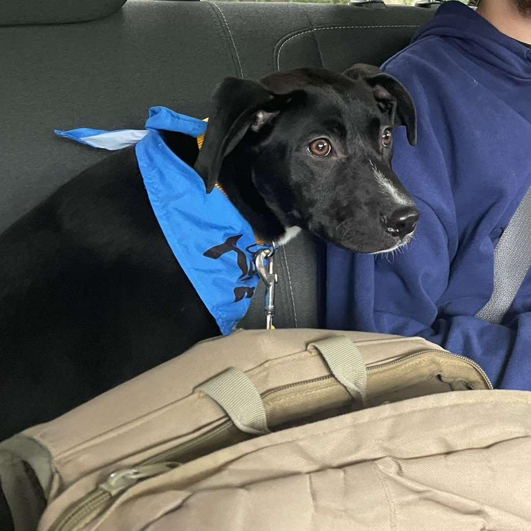 Enlarge Pluto, a ADOPTABLE mixed breed in Wando, SC image 4/5