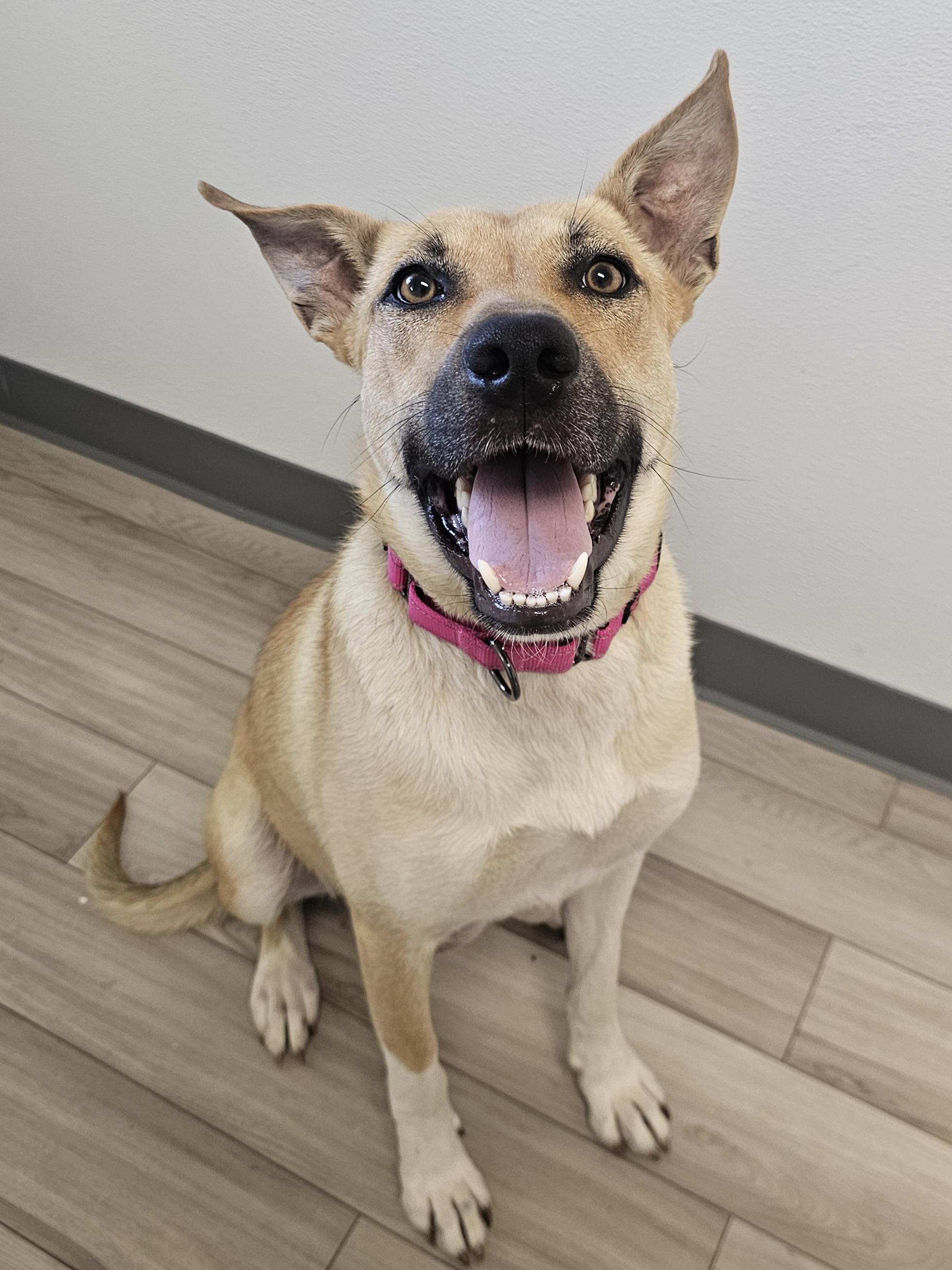 Rizzo, ADOPTABLE, Adult Female Shepherd.