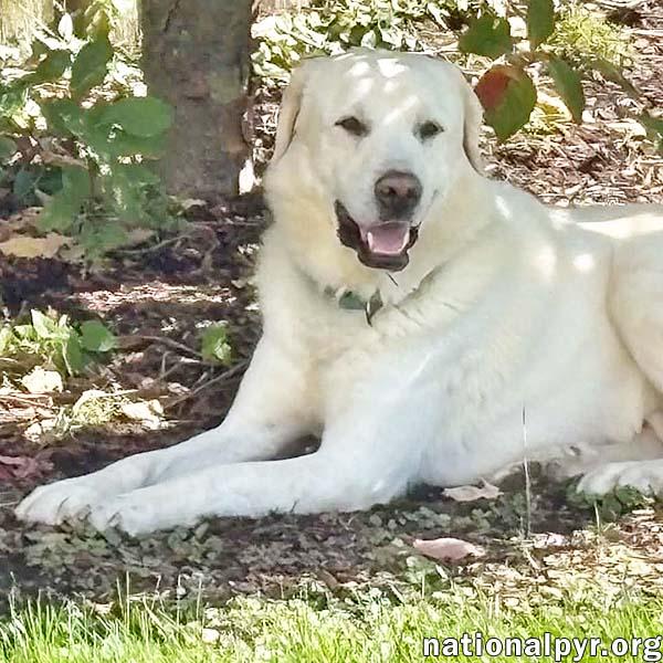 Yukon in NJ - Gentle, Sweet & Quiet photo