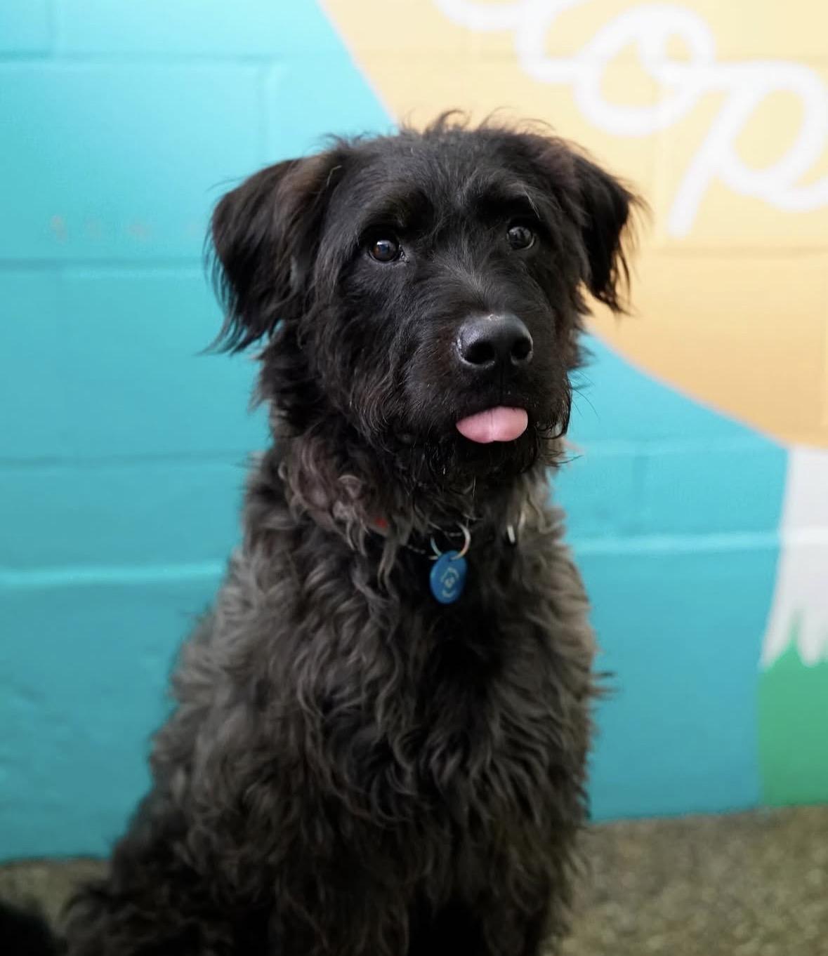 Enlarge Koda, a ADOPTABLE mixed breed in Pasadena, CA image 4/5