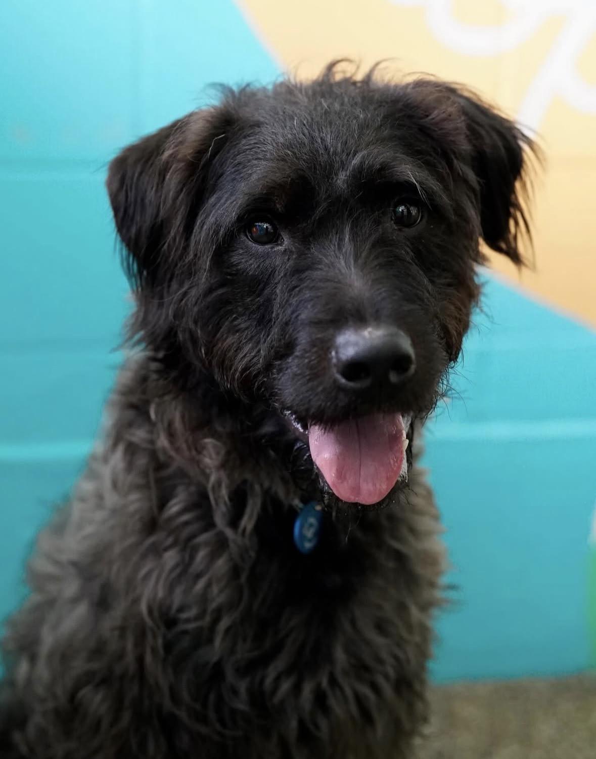 Enlarge Koda, a ADOPTABLE mixed breed in Pasadena, CA image 3/5