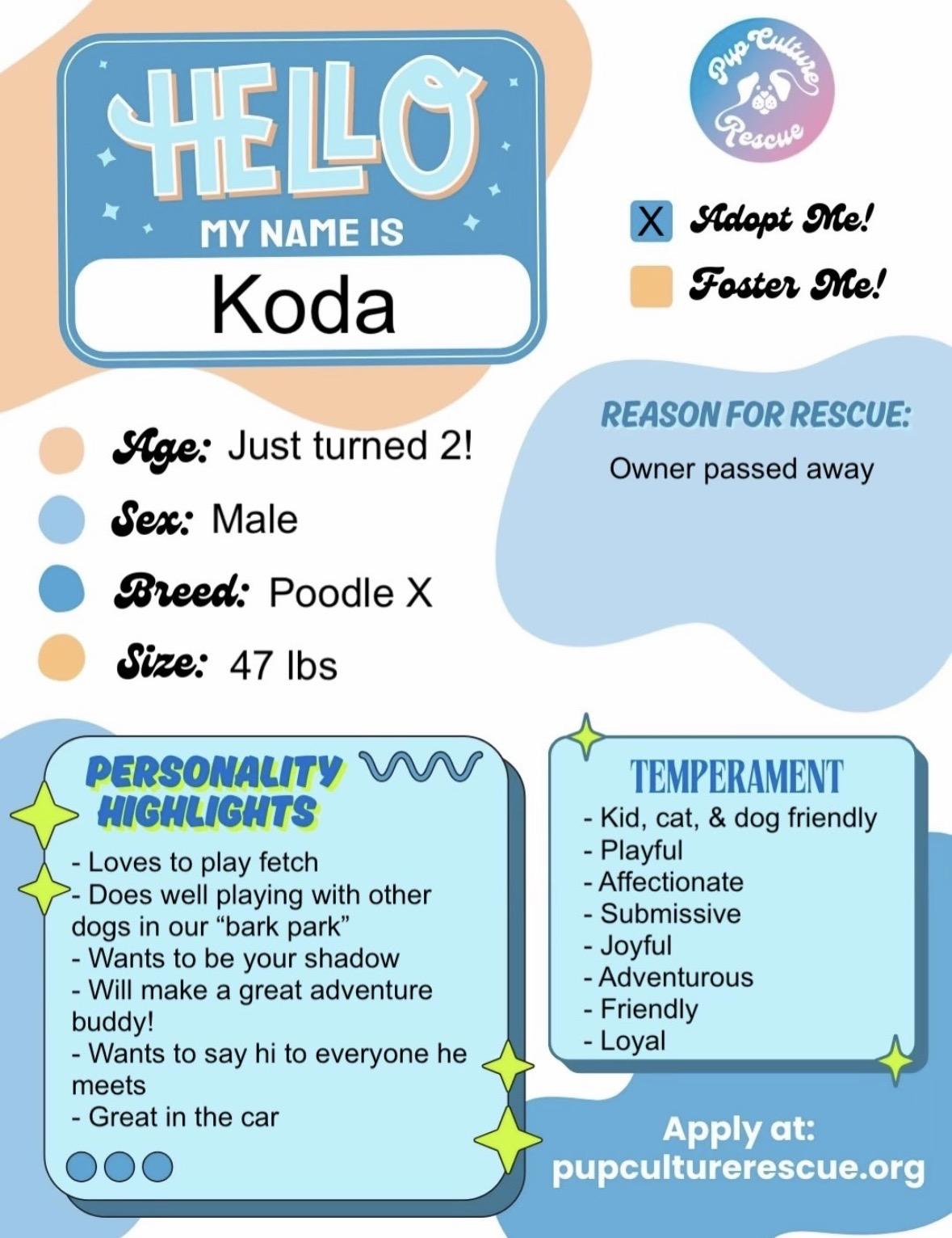 Enlarge Koda, a ADOPTABLE mixed breed in Pasadena, CA image 2/5